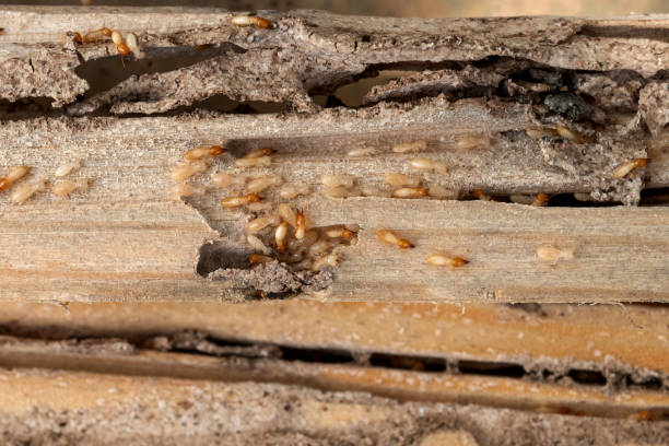 Best Pest Removal Services  in Centerville, UT